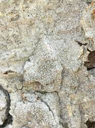 Attēlu rezultāti vaicājumam “Arthonia byssacea”