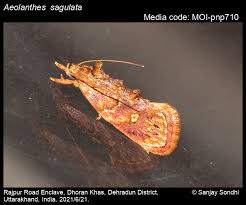 Attēlu rezultāti vaicājumam “Depressariidae”