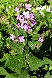 Image result for Hesperis matronalis