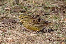 Attēlu rezultāti vaicājumam “Emberiza citrinella juvenile”