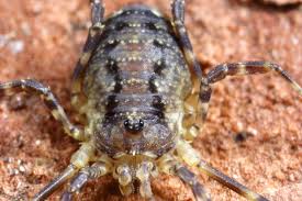 Attēlu rezultāti vaicājumam “Lophopilio palpinalis”