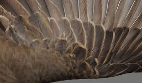 Attēlu rezultāti vaicājumam “Turdus viscivorus juvenile”