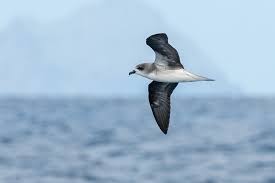 Image result for Pterodroma feae