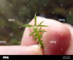 Attēlu rezultāti vaicājumam “Polytrichastrum longisetum”