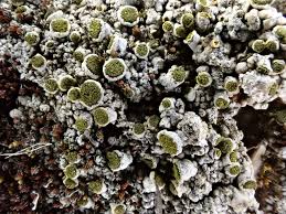 Attēlu rezultāti vaicājumam “Chaenotheca brachypoda”