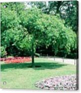 Attēlu rezultāti vaicājumam “Fraxinus excelsior Pendula”