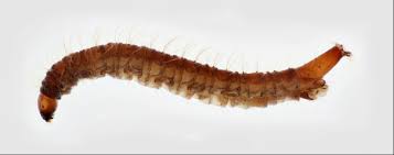 Attēlu rezultāti vaicājumam “Psychodidae”