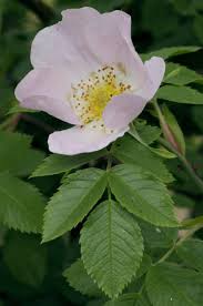 Attēlu rezultāti vaicājumam “Rosa glabrifolia”