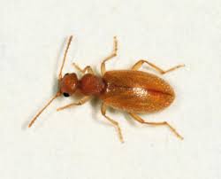 Attēlu rezultāti vaicājumam “Anthicidae”