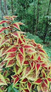 Attēlu rezultāti vaicājumam “Pinus pumila male flower”