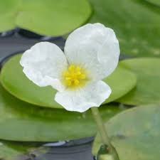 Attēlu rezultāti vaicājumam “Hydrocharis morsus-ranae flower”