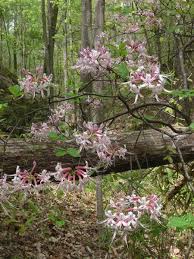 Attēlu rezultāti vaicājumam “Rhododendron periclymenoides”