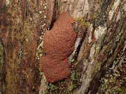 Attēlu rezultāti vaicājumam “Tubifera montana macro”
