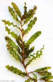 Attēlu rezultāti vaicājumam “Potamogeton praelongus leaf”