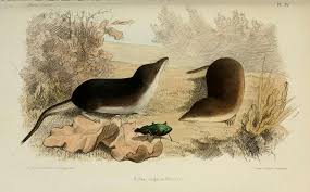 Attēlu rezultāti vaicājumam “Sorex sp.”