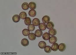 Attēlu rezultāti vaicājumam “Metatrichia sp.”