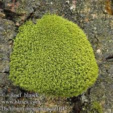 Attēlu rezultāti vaicājumam “Dicranum montanum sporophyte”