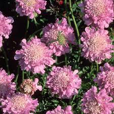 Image result for Scabiosa columbaria