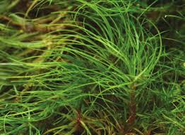 Attēlu rezultāti vaicājumam “Dicranodontium denudatum”