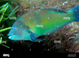 Image result for Halichoeres radiatus