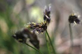 Attēlu rezultāti vaicājumam “Sesleria caerulea bud”