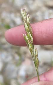 Attēlu rezultāti vaicājumam “Danthonia decumbens”