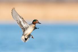 Attēlu rezultāti vaicājumam “Anas crecca male”