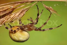 Attēlu rezultāti vaicājumam “Araneus quadratus female”