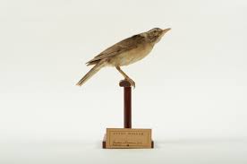 Image result for Turdus obscurus