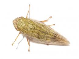 Attēlu rezultāti vaicājumam “Aphrophora salicina”