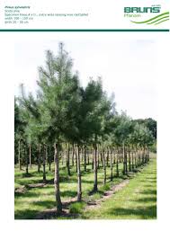 Attēlu rezultāti vaicājumam “Pinus sylvestris var. turfosa”