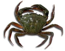 Image result for Carcinus maenas