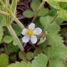Attēlu rezultāti vaicājumam “Fragaria vesca flower”