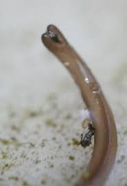 Attēlu rezultāti vaicājumam “Gordius aquaticus”