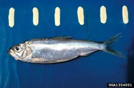 Image result for Alosa pseudoharengus