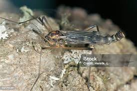 Attēlu rezultāti vaicājumam “Dictenidia bimaculata”