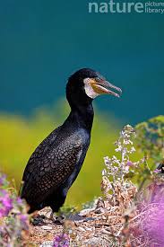 Attēlu rezultāti vaicājumam “Phalacrocorax carbo adult”