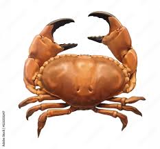 Image result for Cancer pagurus