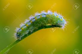 Attēlu rezultāti vaicājumam “Zygaena viciae”