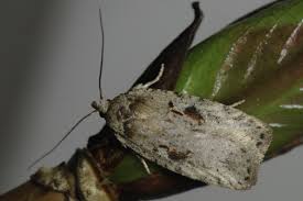 Attēlu rezultāti vaicājumam “Agonopterix ocellana”