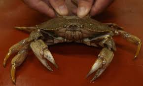 Image result for Cancer irroratus