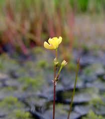 Attēlu rezultāti vaicājumam “Utricularia x neglecta flower”