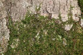 Attēlu rezultāti vaicājumam “Leskea polycarpa”