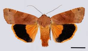 Attēlu rezultāti vaicājumam “Noctua fimbriata”