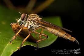 Attēlu rezultāti vaicājumam “Asilidae”