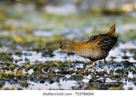 Image result for Porzana pusilla