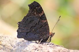 Attēlu rezultāti vaicājumam “Inachis io upperside”