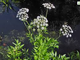 Attēlu rezultāti vaicājumam “Sium latifolium”