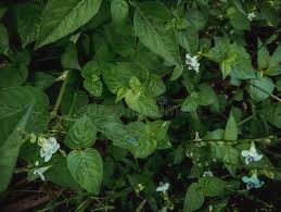 Attēlu rezultāti vaicājumam “Trachyspora intrusa”