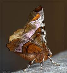 Attēlu rezultāti vaicājumam “Selenia tetralunaria”